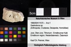 Foto (Objket + Etiketten) von Goniodromitidae indet. 